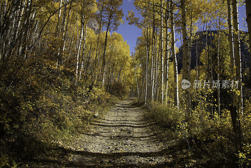 白杨树区4 × 4路穿过白杨树到老磨坊